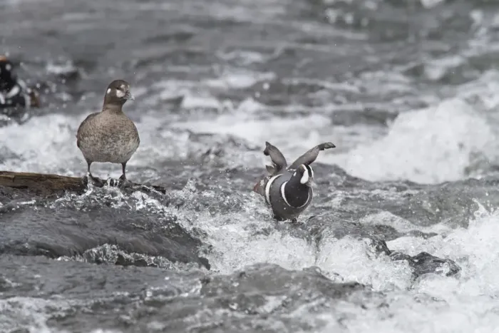 Framed Print : Harlequin Duck on a mid-stream rock Framed Print : Harlequin Duck on a mid-stream rock