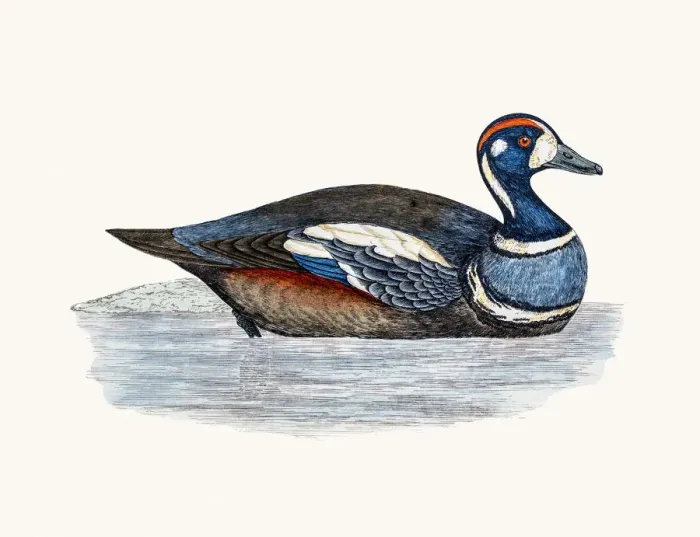 Framed Print : Harlequin Duck Waterfowl bird Framed Print : Harlequin Duck Waterfowl bird