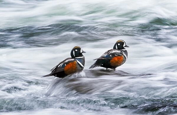 Harlequin Ducks with Flowing Water