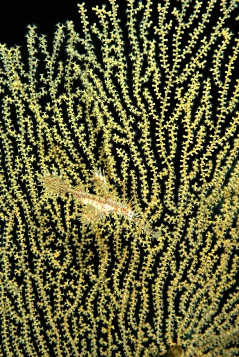 Framed Print : Harlequin ghost pipefish (Solenostomos paradoxus) on Sea fan Framed Print : Harlequin ghost pipefish (Solenostomos paradoxus) on Sea fan