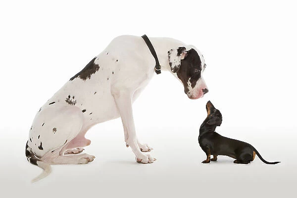 Harlequin Great Dane and Miniature Dachshund sitting face to face in studio