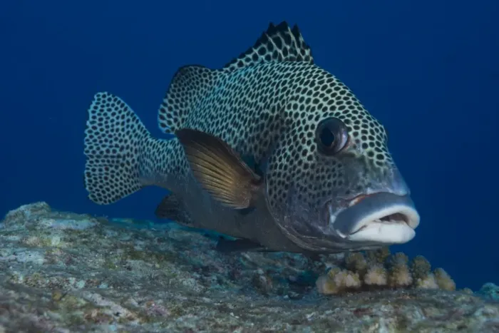 Framed Print : Harlequin Sweetlips -Plectorhinchus chaetodonoides-, Palau Framed Print : Harlequin Sweetlips -Plectorhinchus chaetodonoides-, Palau