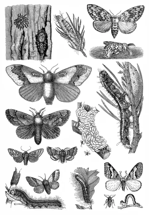 Framed Print : Harmful forest insects Framed Print : Harmful forest insects