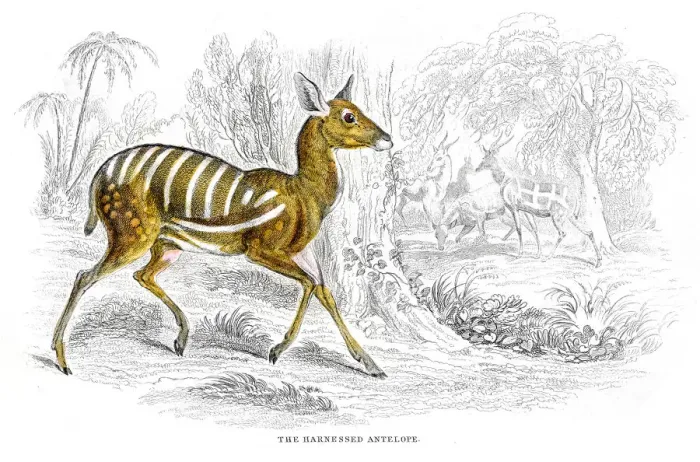 Framed Print : Harnessed antelope ithograph 1884 Framed Print : Harnessed antelope ithograph 1884