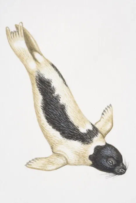 Framed Print : Harp Seal (Phoca groenlandica) diving Framed Print : Harp Seal (Phoca groenlandica) diving