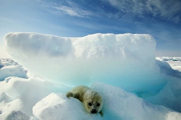 Harp seal (Phoca groenlandica) on iceberg