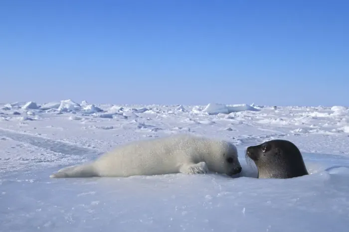 Framed Print : Harp seal (Phoca groenlandica) mother and cub Framed Print : Harp seal (Phoca groenlandica) mother and cub