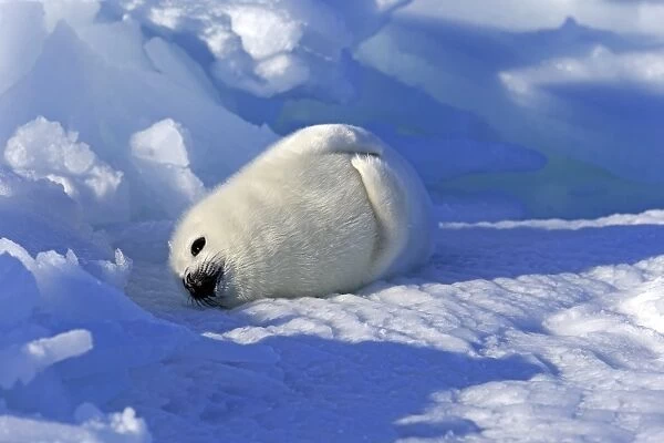 Harp Seal or Saddleback Seal -Pagophilus groenlandicus, Phoca groenlandica- pup on pack ice, Magdalen Islands, Gulf of Saint Lawrence, Quebec, Canada