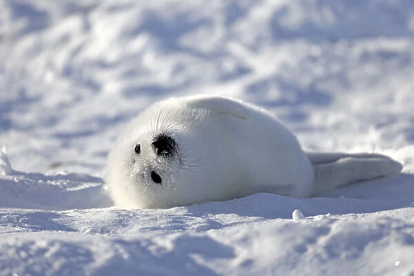 Harp Seal or Saddleback Seal -Pagophilus groenlandicus, Phoca groenlandica- pup on pack ice, Magdalen Islands, Gulf of Saint Lawrence, Quebec, Canada