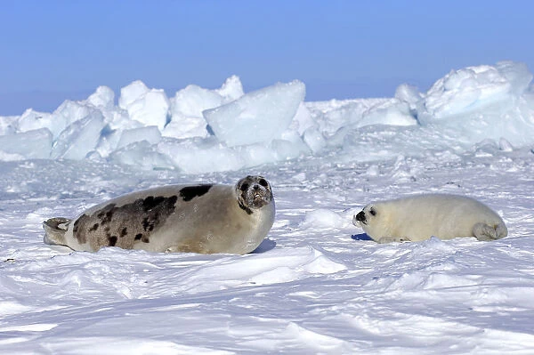 Harp Seal or Saddleback Seal -Pagophilus groenlandicus, Phoca groenlandica-, adult female with pup on pack ice, Magdalen Islands, Gulf of Saint Lawrence, Quebec, Canada