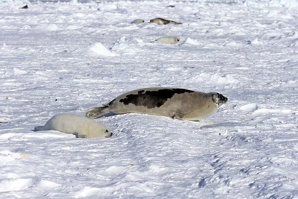 Harp Seal or Saddleback Seal -Pagophilus groenlandicus, Phoca groenlandica-, adult female with pup on pack ice, Magdalen Islands, Gulf of Saint Lawrence, Quebec, Canada