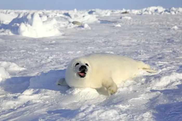 Framed Print : Harp Seal or Saddleback Seal -Pagophilus groenlandicus, Phoca groenlandica-, pup on pack ice, Magdalen Islands, Gulf of Saint Lawrence, Quebec, Canada