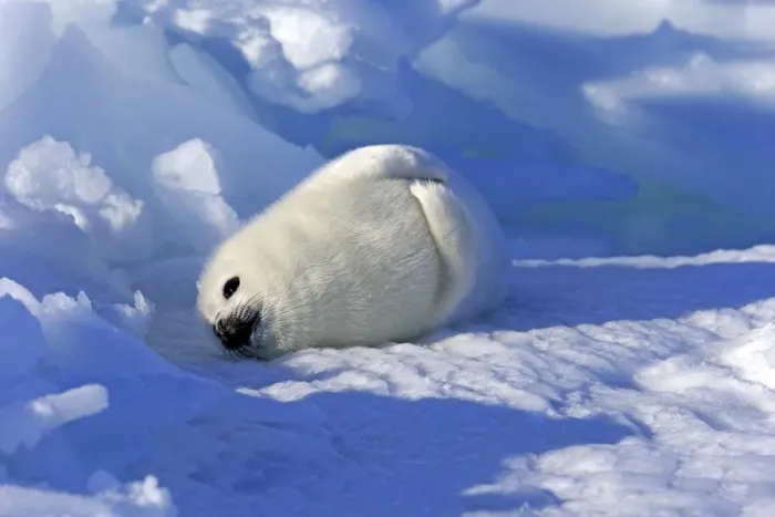 Framed Print : Harp Seal or Saddleback Seal -Pagophilus groenlandicus, Phoca groenlandica- pup on pack ice, Magdalen Islands, Gulf of Saint Lawrence, Quebec, Canada Framed Print : Harp Seal or Saddleback Seal -Pagophilus groenlandicus, Phoca groenlandica- pup on pack ice, Magdalen Islands, Gulf of Saint Lawrence, Quebec, Canada