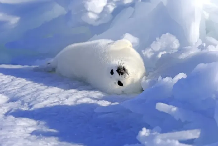 Framed Print : Harp Seal or Saddleback Seal -Pagophilus groenlandicus, Phoca groenlandica- pup on pack ice, Magdalen Islands, Gulf of Saint Lawrence, Quebec, Canada