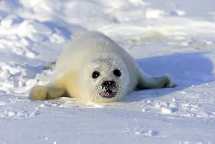 Framed Print : Harp Seal or Saddleback Seal -Pagophilus groenlandicus, Phoca groenlandica-, pup on pack ice, Magdalen Islands, Gulf of Saint Lawrence, Quebec, Canada Framed Print : Harp Seal or Saddleback Seal -Pagophilus groenlandicus, Phoca groenlandica-, pup on pack ice, Magdalen Islands, Gulf of Saint Lawrence, Quebec, Canada
