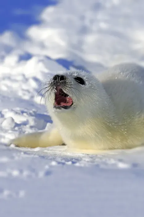 Framed Print : Harp Seal or Saddleback Seal -Pagophilus groenlandicus, Phoca groenlandica-, pup on pack ice, Magdalen Islands, Gulf of Saint Lawrence, Quebec, Canada