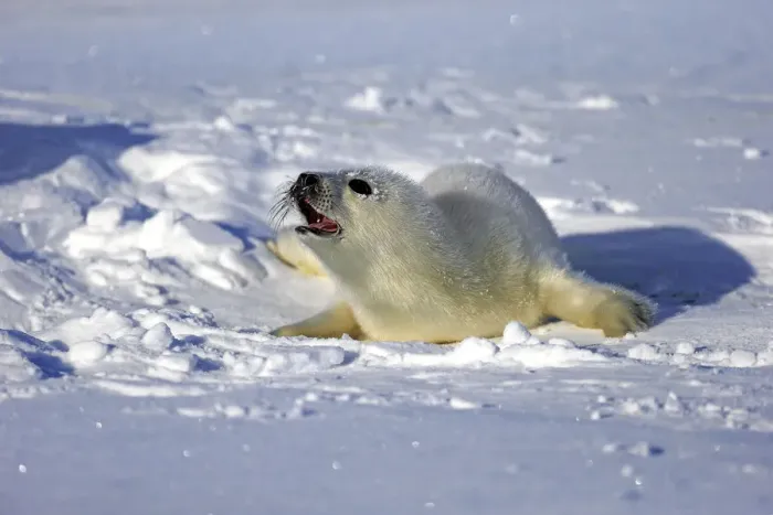 Framed Print : Harp Seal or Saddleback Seal -Pagophilus groenlandicus, Phoca groenlandica-, pup on pack ice, Magdalen Islands, Gulf of Saint Lawrence, Quebec, Canada Framed Print : Harp Seal or Saddleback Seal -Pagophilus groenlandicus, Phoca groenlandica-, pup on pack ice, Magdalen Islands, Gulf of Saint Lawrence, Quebec, Canada