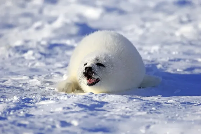 Framed Print : Harp Seal or Saddleback Seal -Pagophilus groenlandicus, Phoca groenlandica-, pup on pack ice, Magdalen Islands, Gulf of Saint Lawrence, Quebec, Canada Framed Print : Harp Seal or Saddleback Seal -Pagophilus groenlandicus, Phoca groenlandica-, pup on pack ice, Magdalen Islands, Gulf of Saint Lawrence, Quebec, Canada
