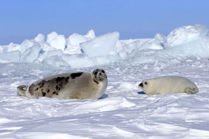 Framed Print : Harp Seal or Saddleback Seal -Pagophilus groenlandicus, Phoca groenlandica-, adult female with pup on pack ice, Magdalen Islands, Gulf of Saint Lawrence, Quebec, Canada