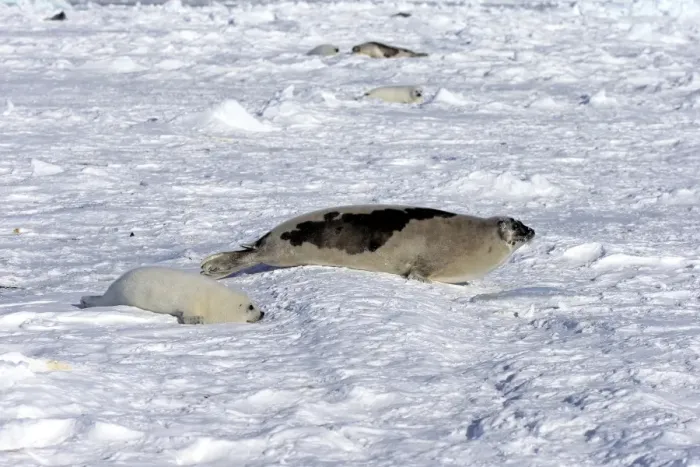 Framed Print : Harp Seal or Saddleback Seal -Pagophilus groenlandicus, Phoca groenlandica-, adult female with pup on pack ice, Magdalen Islands, Gulf of Saint Lawrence, Quebec, Canada Framed Print : Harp Seal or Saddleback Seal -Pagophilus groenlandicus, Phoca groenlandica-, adult female with pup on pack ice, Magdalen Islands, Gulf of Saint Lawrence, Quebec, Canada