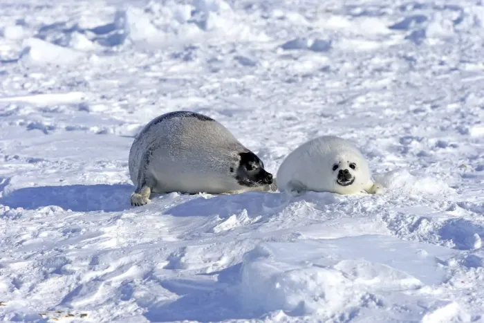 Framed Print : Harp Seal or Saddleback Seal -Pagophilus groenlandicus, Phoca groenlandica-, adult female with pup on pack ice, Magdalen Islands, Gulf of Saint Lawrence, Quebec, Canada Framed Print : Harp Seal or Saddleback Seal -Pagophilus groenlandicus, Phoca groenlandica-, adult female with pup on pack ice, Magdalen Islands, Gulf of Saint Lawrence, Quebec, Canada