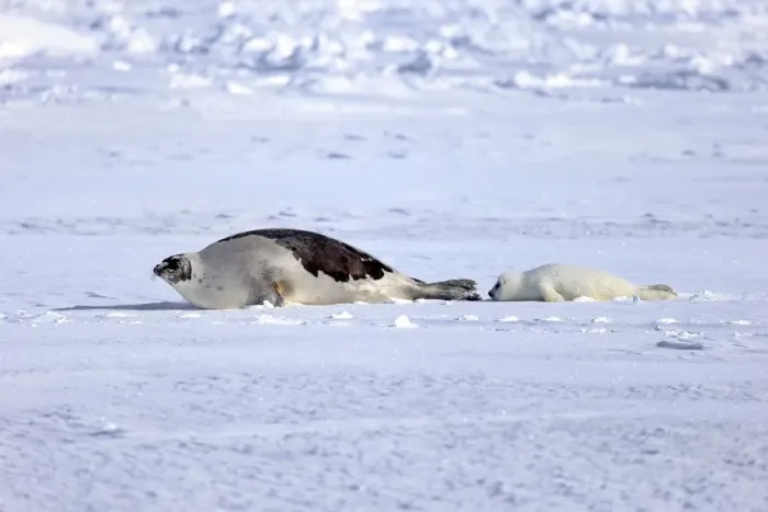 Framed Print : Harp Seal or Saddleback Seal -Pagophilus groenlandicus, Phoca groenlandica-, adult female with pup on pack ice, Magdalen Islands, Gulf of Saint Lawrence, Quebec, Canada Framed Print : Harp Seal or Saddleback Seal -Pagophilus groenlandicus, Phoca groenlandica-, adult female with pup on pack ice, Magdalen Islands, Gulf of Saint Lawrence, Quebec, Canada