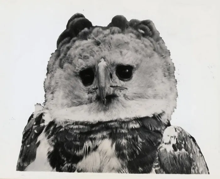 Framed Print : Harpy Eagle Framed Print : Harpy Eagle