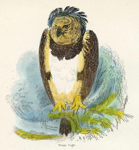 Harpy eagle bird engraving 1893