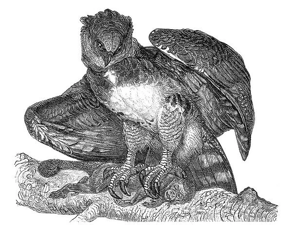 Harpy eagle (Harpia harpyja)