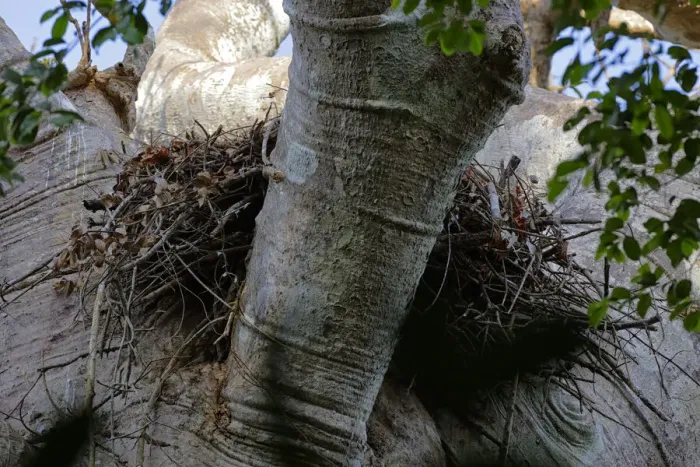Framed Print : Harpy Eagle nest Framed Print : Harpy Eagle nest