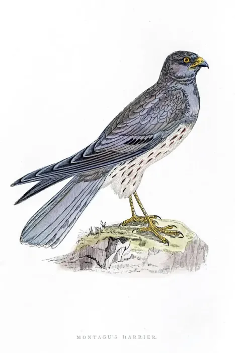 Framed Print : Harrier bird 19 century illustration Framed Print : Harrier bird 19 century illustration
