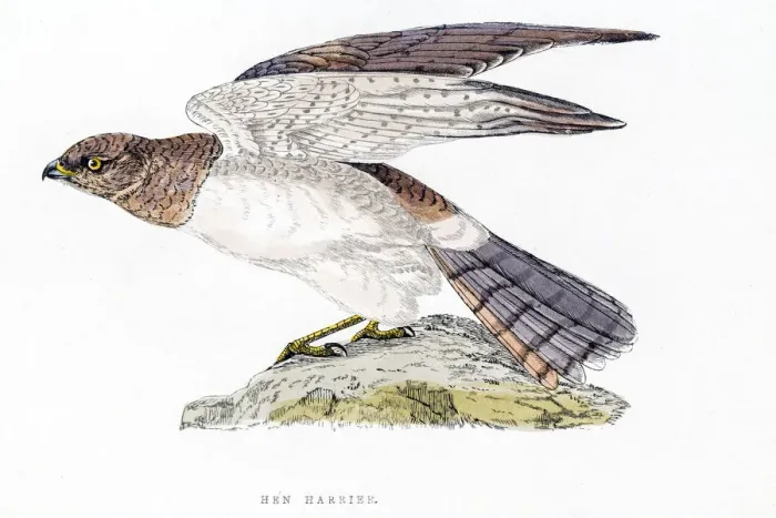 Framed Print : Harrier bird 19 century illustration Framed Print : Harrier bird 19 century illustration