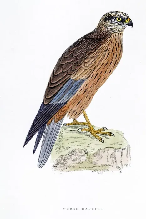 Framed Print : Harrier bird 19 century illustration Framed Print : Harrier bird 19 century illustration