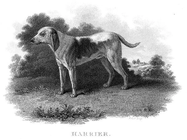 Harrier hunting dog engraving 1812