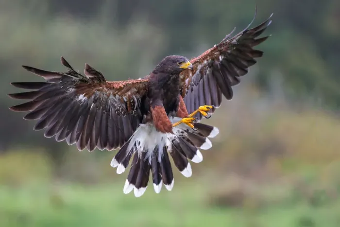 Framed Print : Harris Hawk Framed Print : Harris Hawk