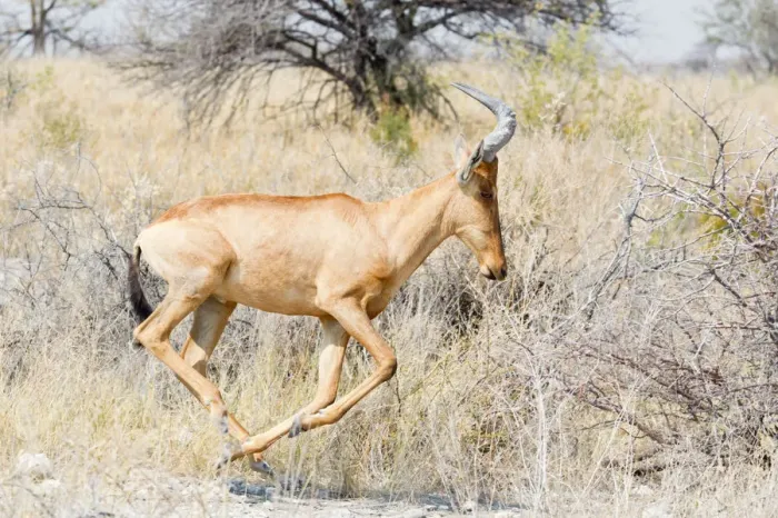 Framed Print : Hartebeest -Alcelaphus buselaphus-, running, Etosha National Park, Namibia Framed Print : Hartebeest -Alcelaphus buselaphus-, running, Etosha National Park, Namibia