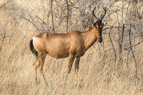 Hartebeest -Alcelaphus buselaphus-, Etosha National Park, Namibia