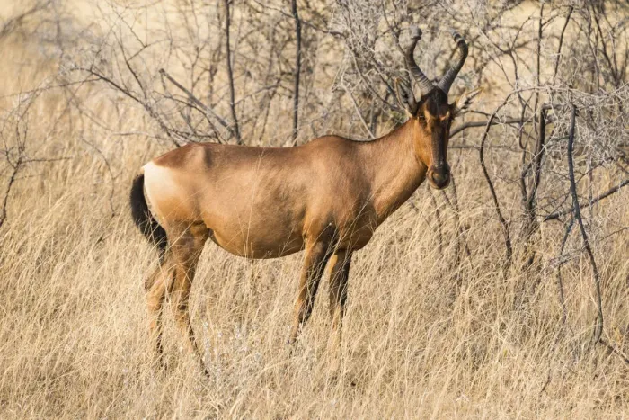 Framed Print : Hartebeest -Alcelaphus buselaphus-, Etosha National Park, Namibia Framed Print : Hartebeest -Alcelaphus buselaphus-, Etosha National Park, Namibia