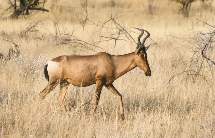 Framed Print : Hartebeest -Alcelaphus buselaphus-, Etosha National Park, Namibia Framed Print : Hartebeest -Alcelaphus buselaphus-, Etosha National Park, Namibia