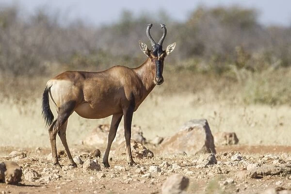 Hartebeest -Alcelaphus buselaphus-, Etosha National Park, Namibia, Africa