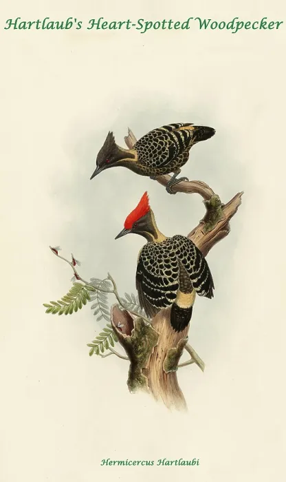 Framed Print : Hartland's Heart-Spotted Woodpecker Framed Print : Hartland's Heart-Spotted Woodpecker