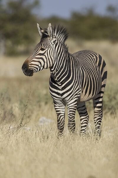 Hartmanns Mountain zebra -Equus zebra hartmannae-, Etosha National Park, Namibia, Africa
