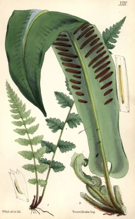 Framed Print : Harts-Tongue Fern Framed Print : Harts-Tongue Fern