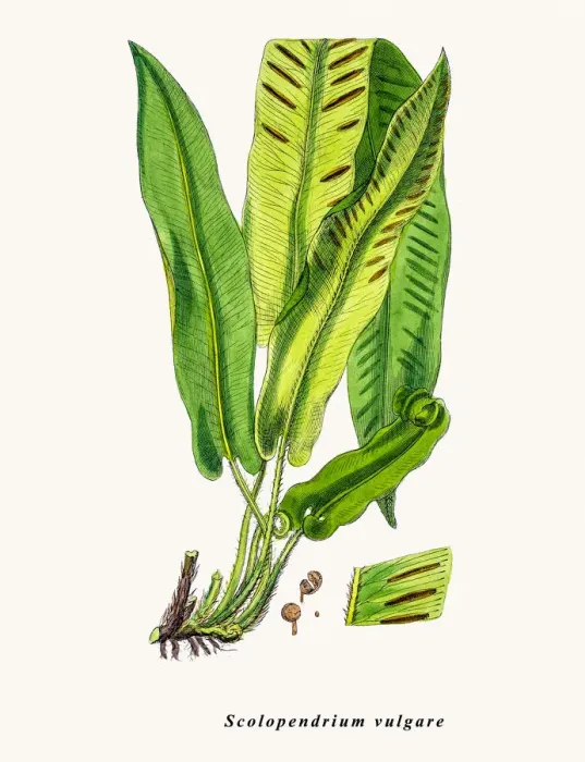 Framed Print : Harts tongue fern