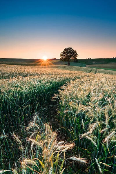 Harvest. Barley field in Kraichgau region of Germany