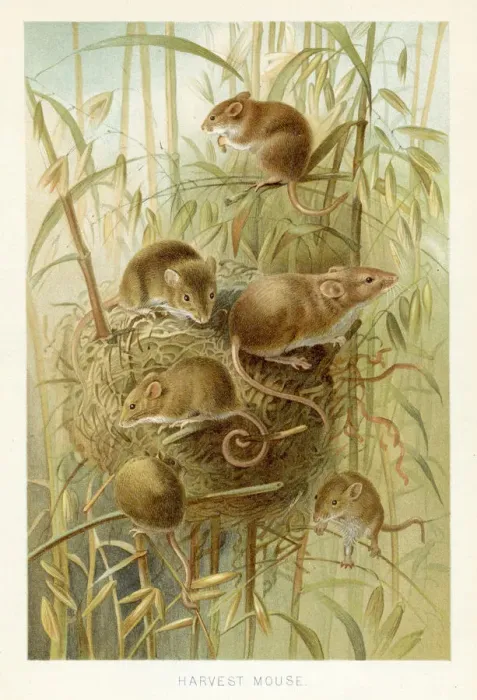 Framed Print : Harvest mouse chromolithograph 1896 Framed Print : Harvest mouse chromolithograph 1896