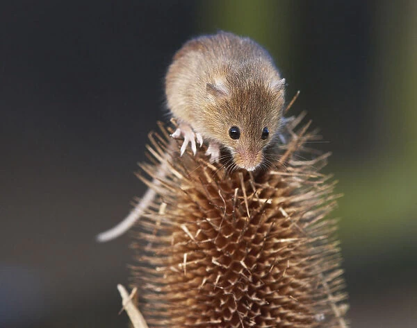 Harvest mouse (Micromys minutus) climbing on teasel seedhead, captive