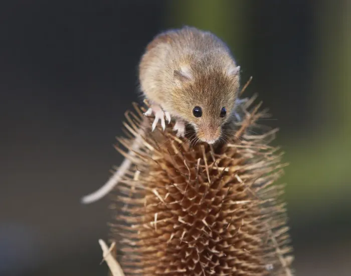 Framed Print : Harvest mouse (Micromys minutus) climbing on teasel seedhead, captive Framed Print : Harvest mouse (Micromys minutus) climbing on teasel seedhead, captive