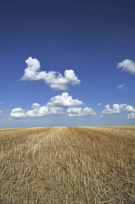 Framed Print : Harvested field of canola -Brassica napus- with cloudy sky, Othenstorf, Mecklenburg-Western Pomerania, Germany Framed Print : Harvested field of canola -Brassica napus- with cloudy sky, Othenstorf, Mecklenburg-Western Pomerania, Germany