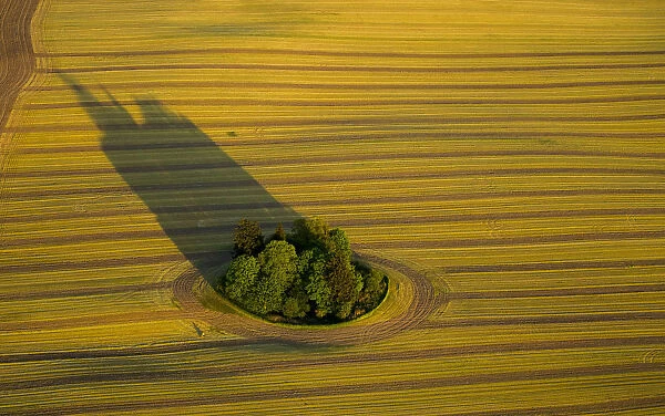 Harvested field with group of trees and long shadows, Stuer, Mecklenburg-Western Pomerania, Germany